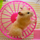 Illustration for article titled Teen Sex Will Make You Depressed — If You're A Hamster